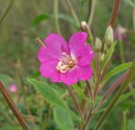 karvahorsma-epilobium-hirsutum3